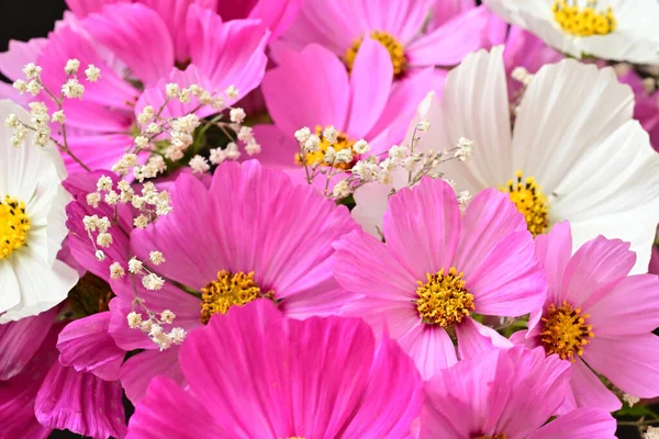 Güzel bahar çiçeklerinin yakın görüntüsü