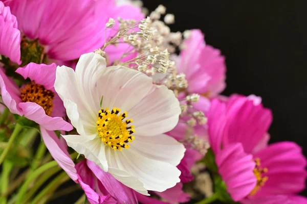 Güzel bahar çiçeklerinin yakın görüntüsü