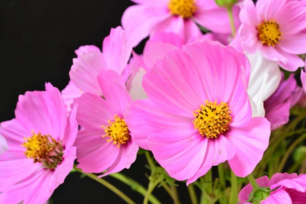 Bahar çiçeklerinin güzel buketini kapat.