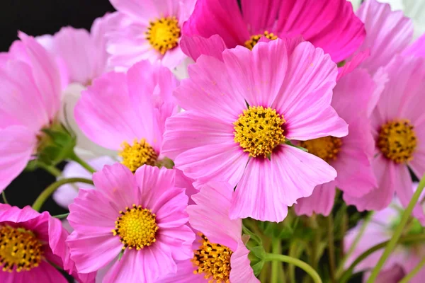 Bahçedeki güzel parlak çiçekler