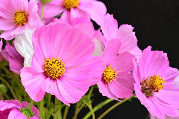 Bahçedeki güzel pembe Gerbera çiçekleri