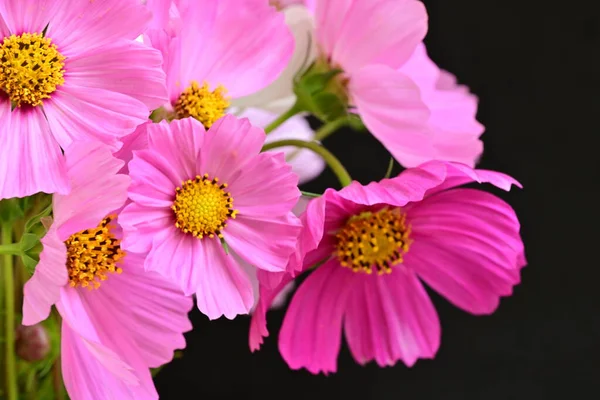 Güzel pembe çiçekler, yakın görüş.