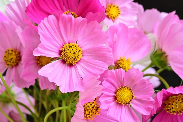 Güzel çiçekler, çiçek konsepti