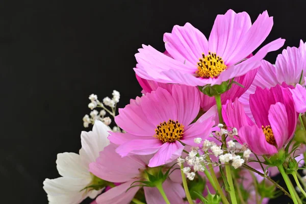 Koyu arkaplanda güzel çiçekler, yaz konsepti, yakın manzara