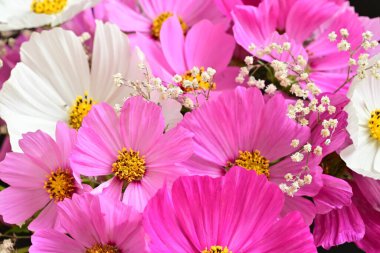 Bahçedeki güzel çiçekler