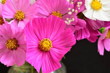 Güneşli yaz gününde bahçede büyüyen güzel, parlak çiçekler.