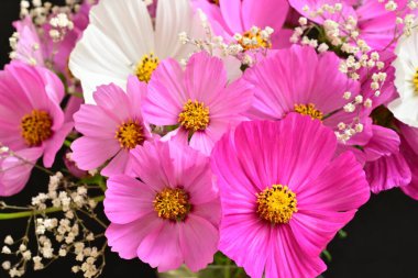 Bahçedeki güzel pembe ve beyaz papatyalar