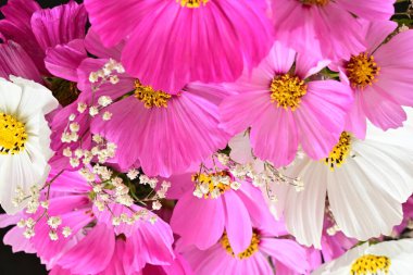 İnanılmaz çiçeklere yakın.