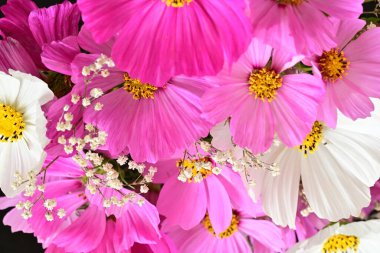 güzel çiçeklerin yakın görünümü