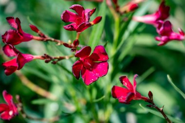 Yaz bahçesinde açan güzel çiçeklerin yakın plan görüntüsü.        