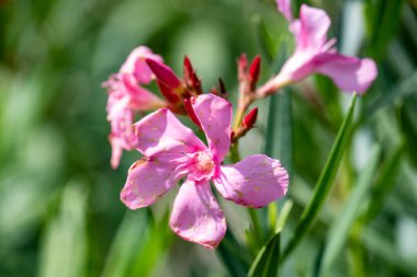 Yaz bahçesinde açan güzel çiçeklerin yakın plan görüntüsü, doğa manzarası             