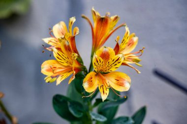 Güneşli yaz gününde bahçede yetişen güzel çiçekler.                 