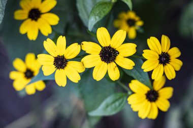 Güneşli yaz gününde bahçede yetişen güzel çiçekler.                 