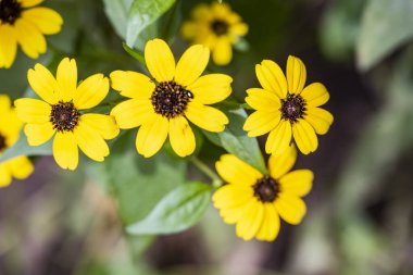 Güneşli yaz gününde bahçede yetişen güzel çiçekler.                 