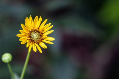 Güneşli yaz gününde bahçede büyüyen güzel bir çiçek.                 