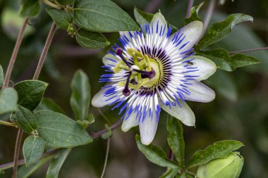 Güzel narin çiçeğin yakın görüntüsü, çiçek konsepti