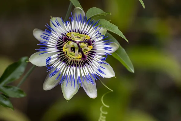 Güneşli yaz gününde bahçede büyüyen güzel bir çiçek.                 
