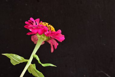 Güzel botanik çekimi, siyah arkaplanda Zinnia çiçeği             