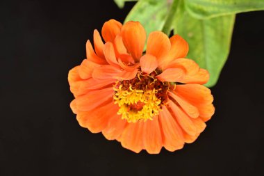 Güzel botanik çekimi, siyah arkaplanda Zinnia çiçeği             