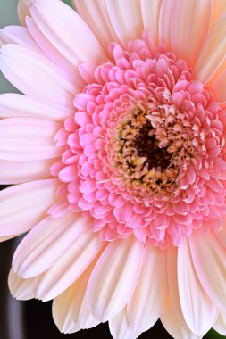 Güzel, taze Gerbera çiçeğinin yakın plan görüntüsü.