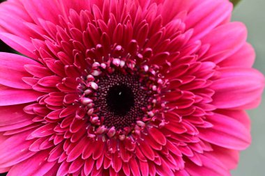 Güzel, taze Gerbera çiçeğinin yakın plan görüntüsü.