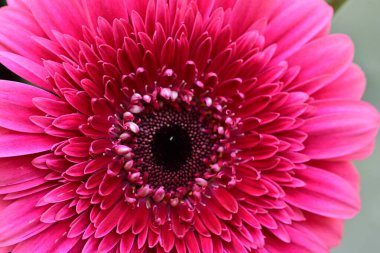 Güzel, taze Gerbera çiçeğinin yakın plan görüntüsü.