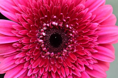 Güzel, taze Gerbera çiçeğinin yakın plan görüntüsü.