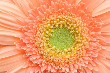 Güzel, taze Gerbera çiçeğinin yakın plan görüntüsü.