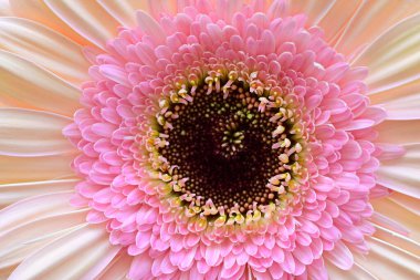 Bahçedeki Gerbera çiçeğine yaklaş.