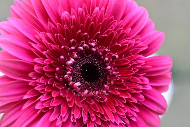 Bahçedeki Gerbera çiçeğine yaklaş.