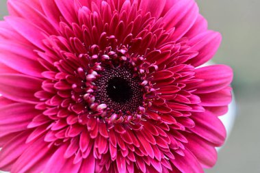 Bahçedeki Gerbera çiçeğine yaklaş.