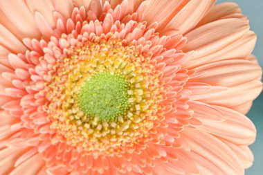 Bahçedeki Gerbera çiçeğine yaklaş.