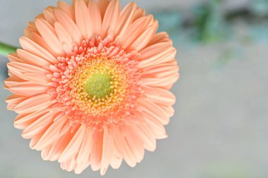 Bahçedeki Gerbera çiçeğine yaklaş.