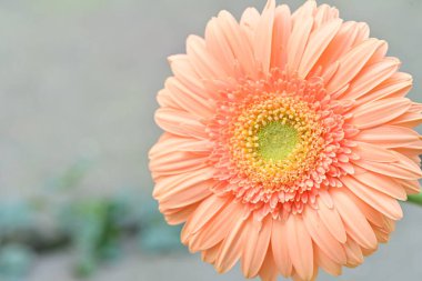 Bahçedeki Gerbera çiçeğine yaklaş.