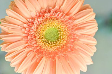 Bahçedeki Gerbera çiçeğine yaklaş.