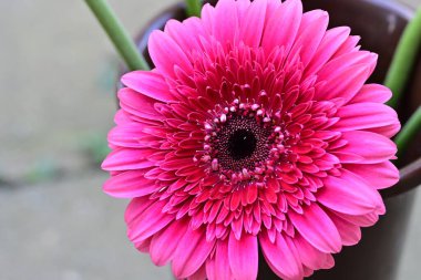 Bahçedeki Gerbera çiçeğine yaklaş.