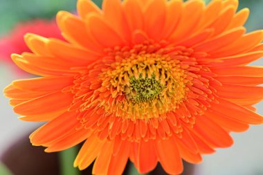 Bahçedeki Gerbera çiçeğine yaklaş.