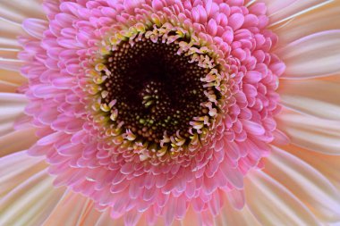 Bahçedeki Gerbera çiçeğine yaklaş.