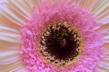 Bahçedeki Gerbera çiçeğine yaklaş.