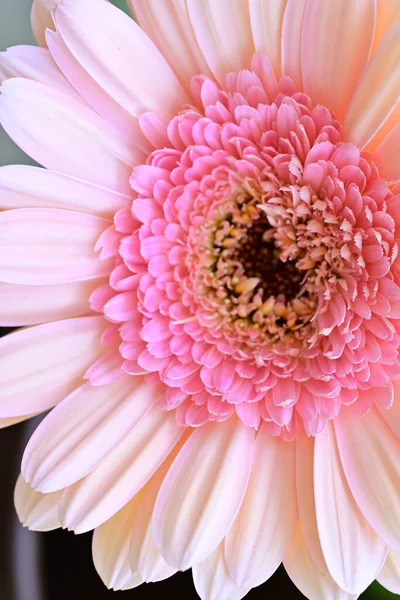 Güzel, taze Gerbera çiçeğinin yakın plan görüntüsü.