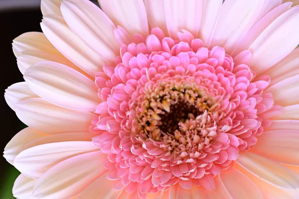 Güzel, taze Gerbera çiçeğinin yakın plan görüntüsü.