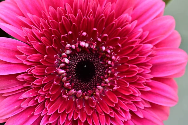 Güzel, taze Gerbera çiçeğinin yakın plan görüntüsü.