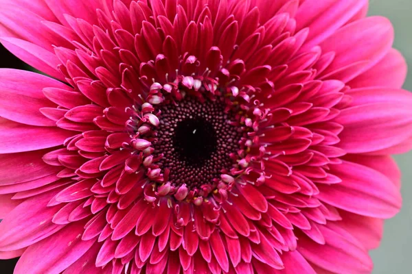 Güzel, taze Gerbera çiçeğinin yakın plan görüntüsü.