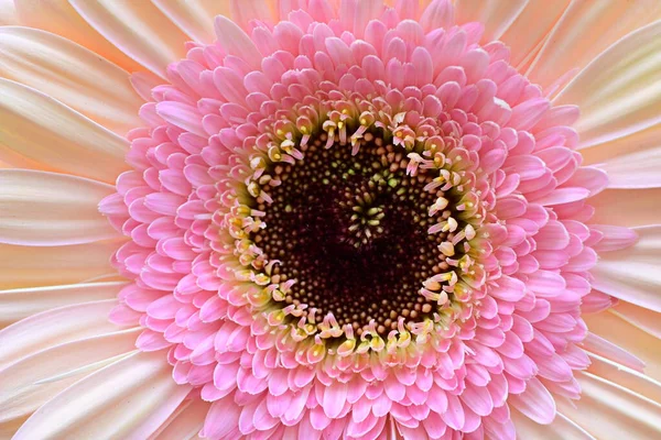 Bahçedeki Gerbera çiçeğine yaklaş.