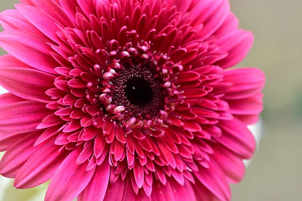 Bahçedeki Gerbera çiçeğine yaklaş.