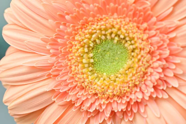 Bahçedeki Gerbera çiçeğine yaklaş.