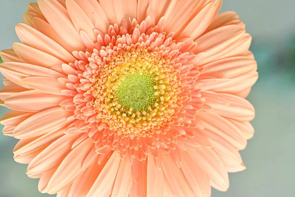 Bahçedeki Gerbera çiçeğine yaklaş.