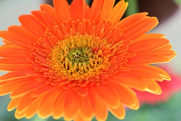 Bahçedeki Gerbera çiçeğine yaklaş.
