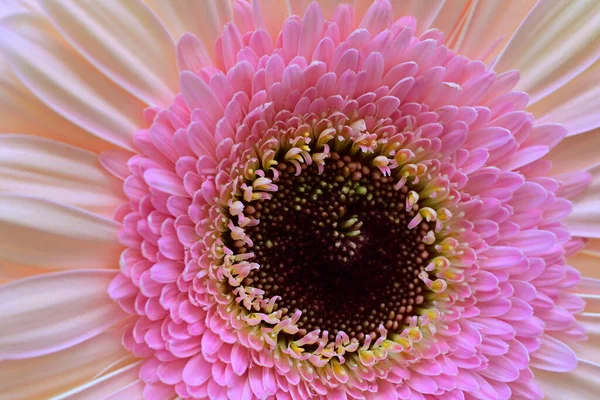 Bahçedeki Gerbera çiçeğine yaklaş.