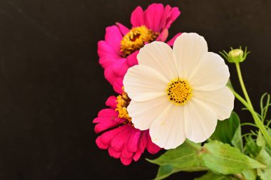 Koyu arkaplanda güzel çiçekler, yaz konsepti, yakın görüş        